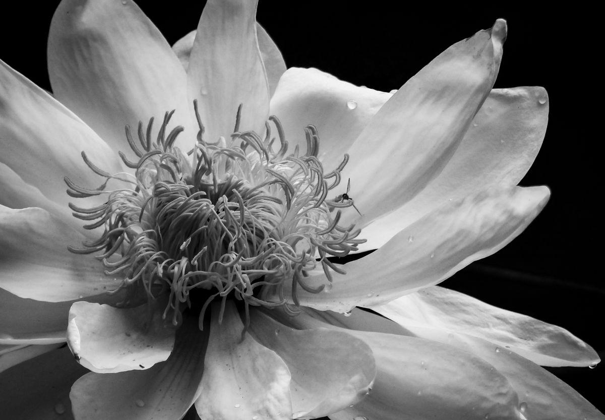 ansel adams photography flower