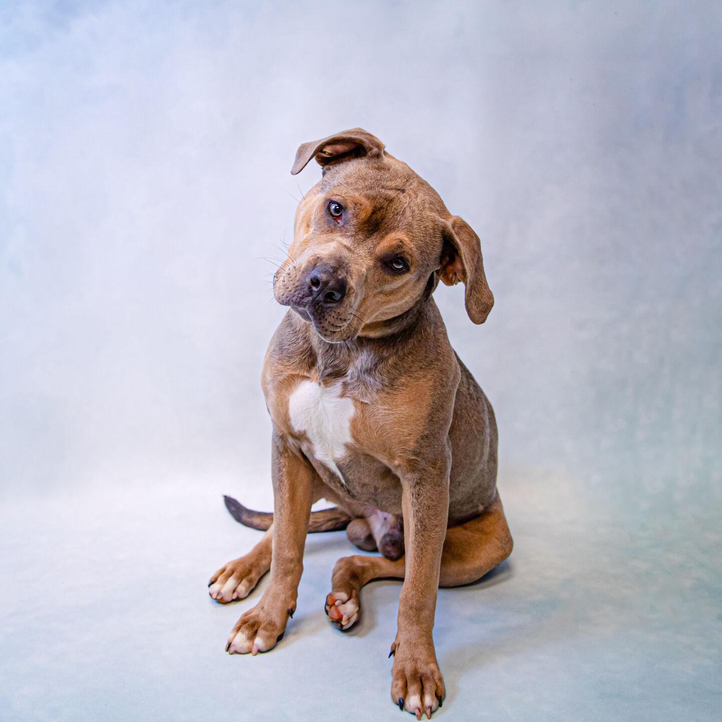 PHOTOS: Gwinnett Animal Shelter Adoptable Pets of the Week — March 1 | News | gwinnettdailypost.com