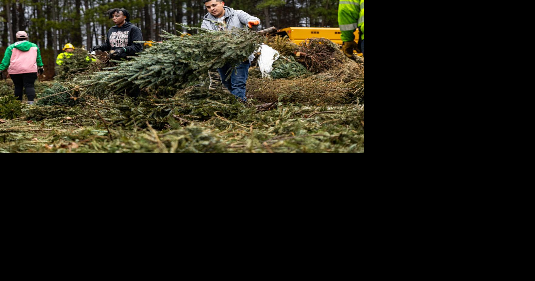 Here's Where You Can Recycle Your Live Christmas Tree ...