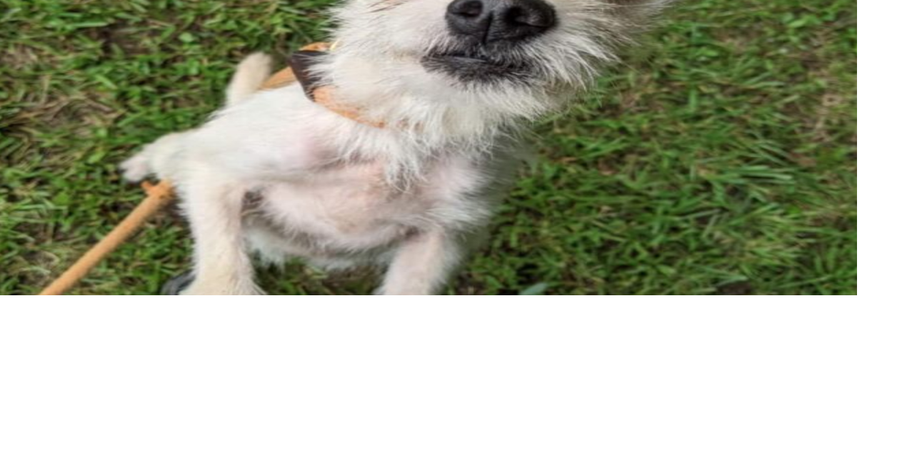 PHOTOS Barrow County Animal Control Adoptable Pets of the Week — Aug