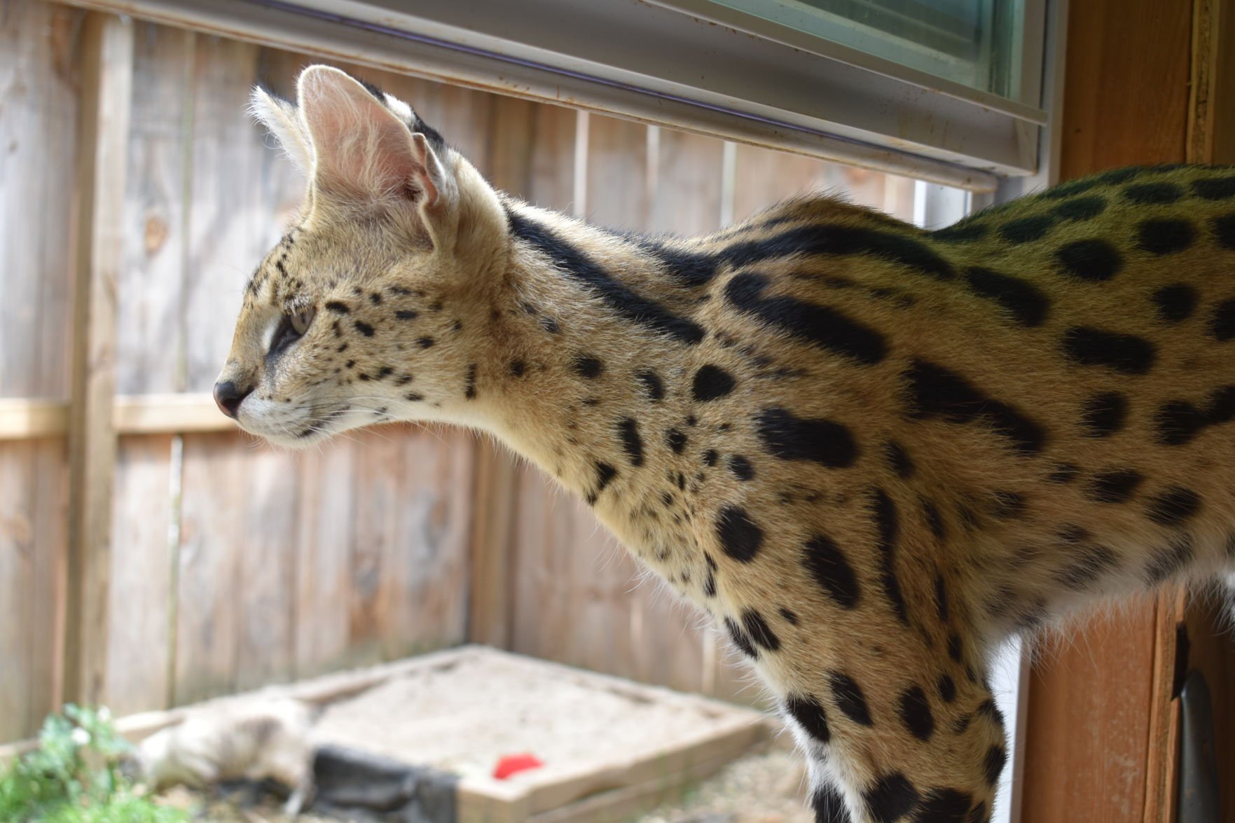 exotic animals near me