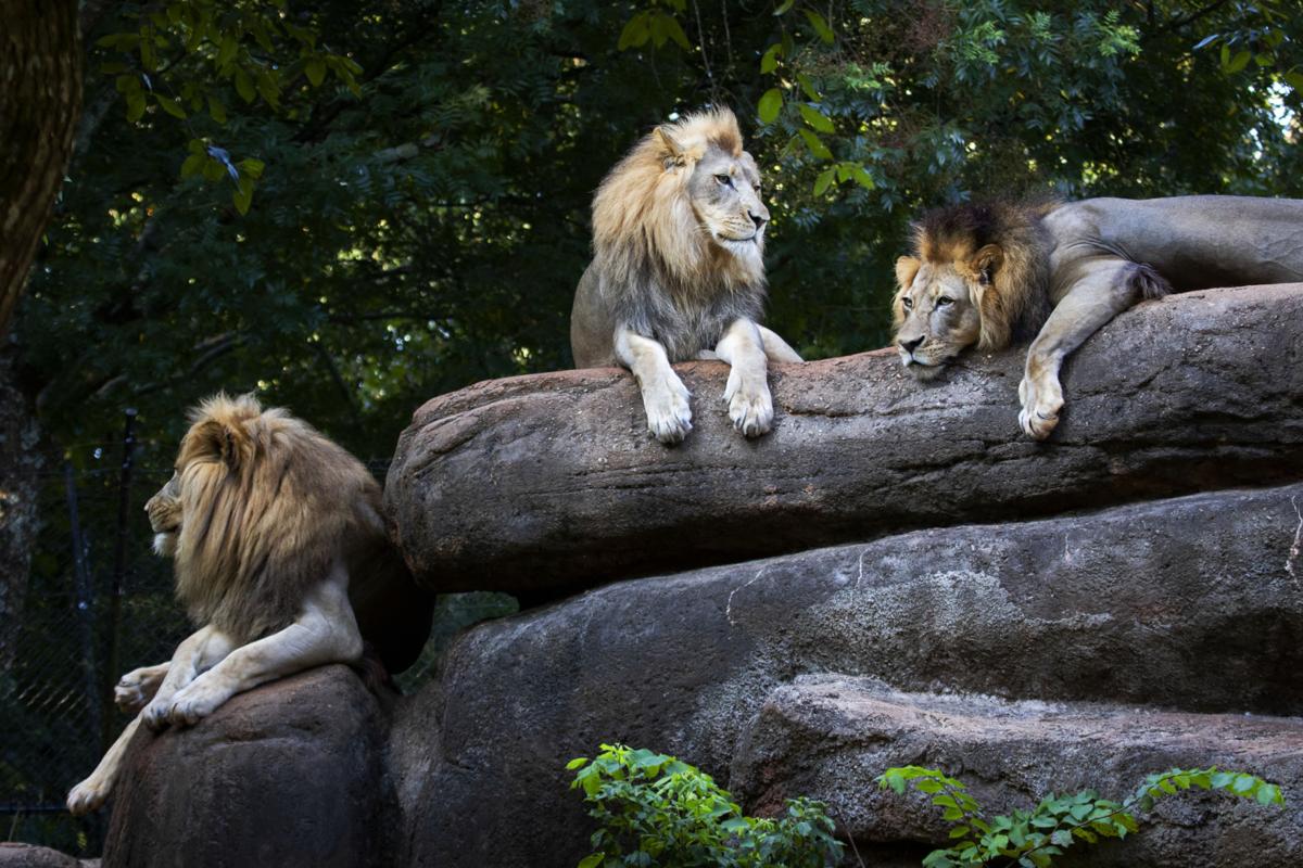 25 stunning animals seen at Zoo Atlanta Slideshows