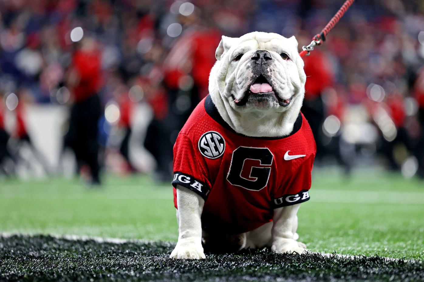 Mascot Georgia Bulldog and Atlanta Braves 2021 Champions Georgia