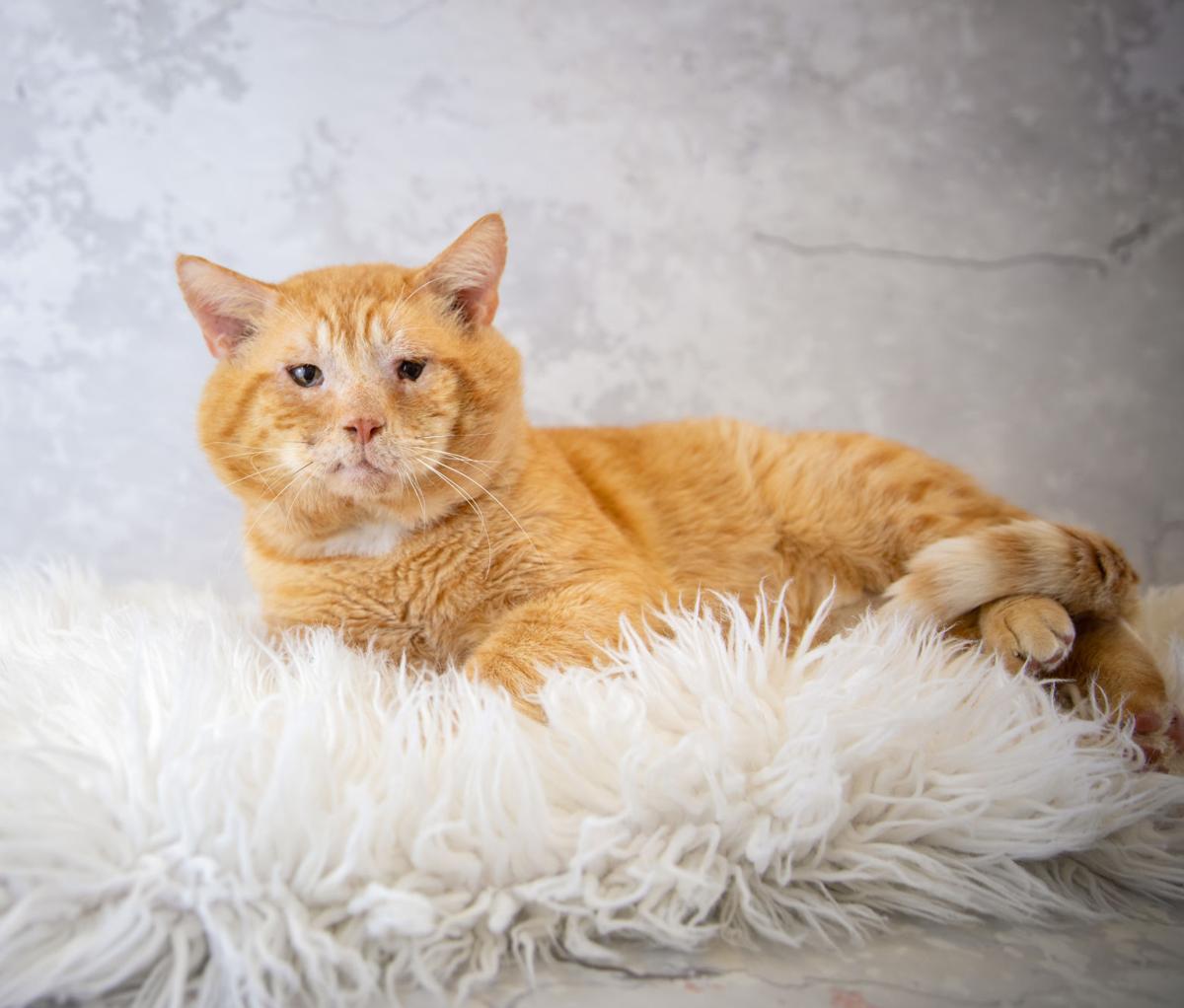Photos Gwinnett Animal Shelter Adoptable Pets Of The Week Jan
