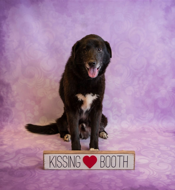 dog adoption specials near me