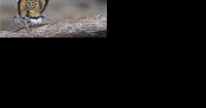 What Has Eight Legs And Is Open Until May? Fernbank's New Spider Exhibit - Vimarsana News