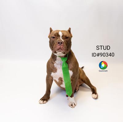 PHOTOS: Gwinnett Animal Shelter Adoptable Pets of the Week — March 27