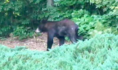 Bear Hit By Car On Peachtree Industrial Boulevard In Norcross News Gwinnettdailypost Com
