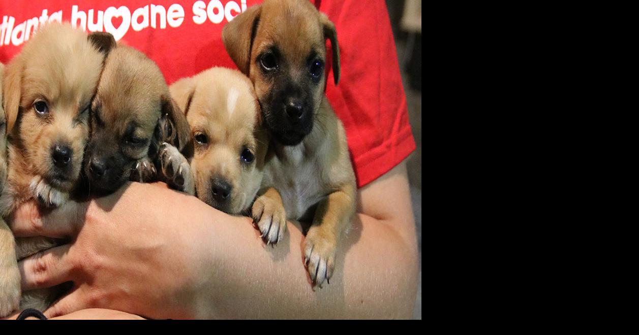 Atlanta Humane Society Logo