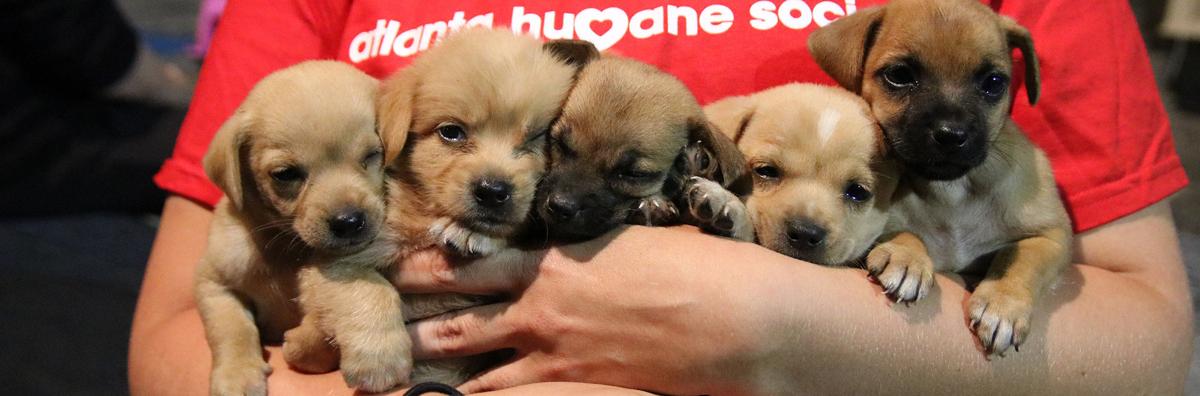 Atlanta Humane Society Georgia Spca To Complete Merger With Opening Of New Gwinnett Adoption Facility News Gwinnettdailypost Com