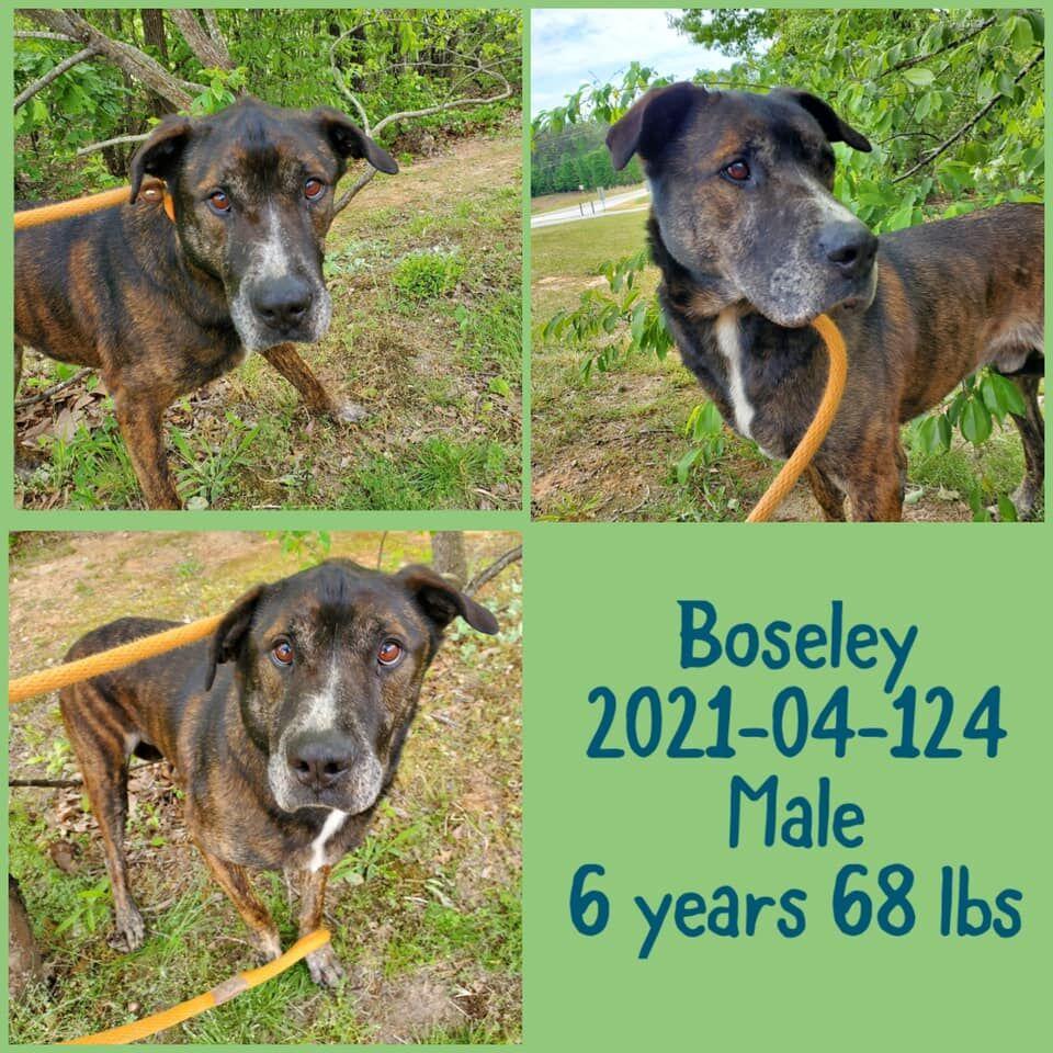 PHOTOS Barrow County Animal Control Adoptable Pets of the Week — May 3