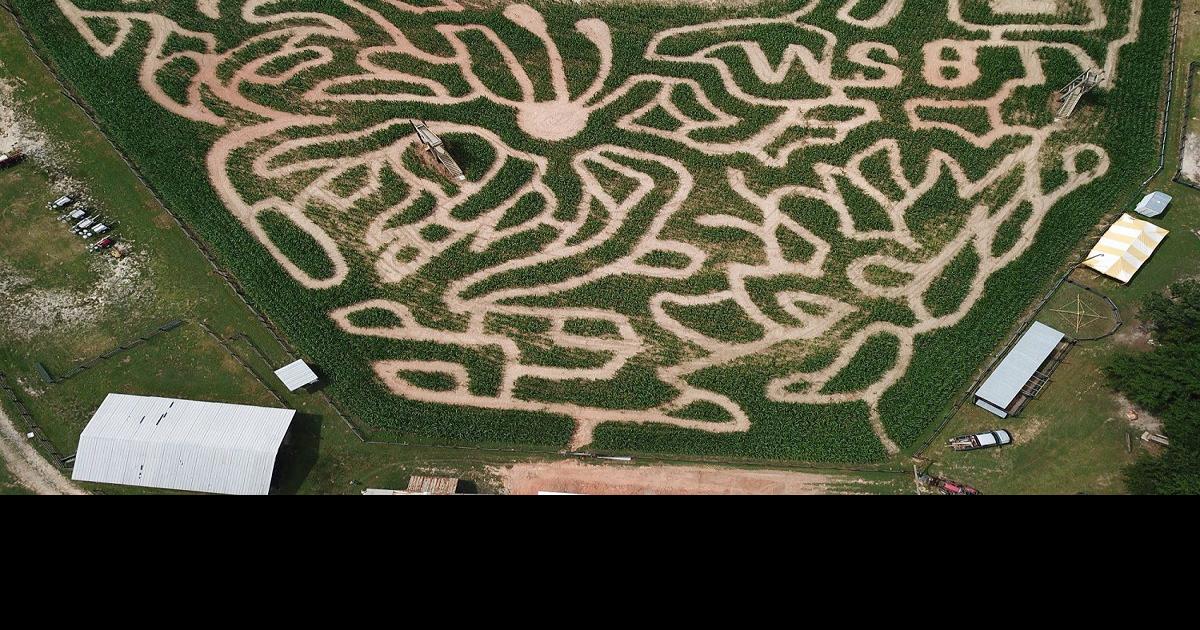 Buford Corn Maze Signals Upcoming Change Of Seasons Entertainment Gwinnettdailypost Com