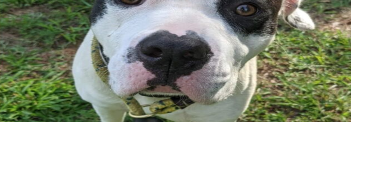 PHOTOS Barrow County Animal Control Adoptable Pets of the Week — July