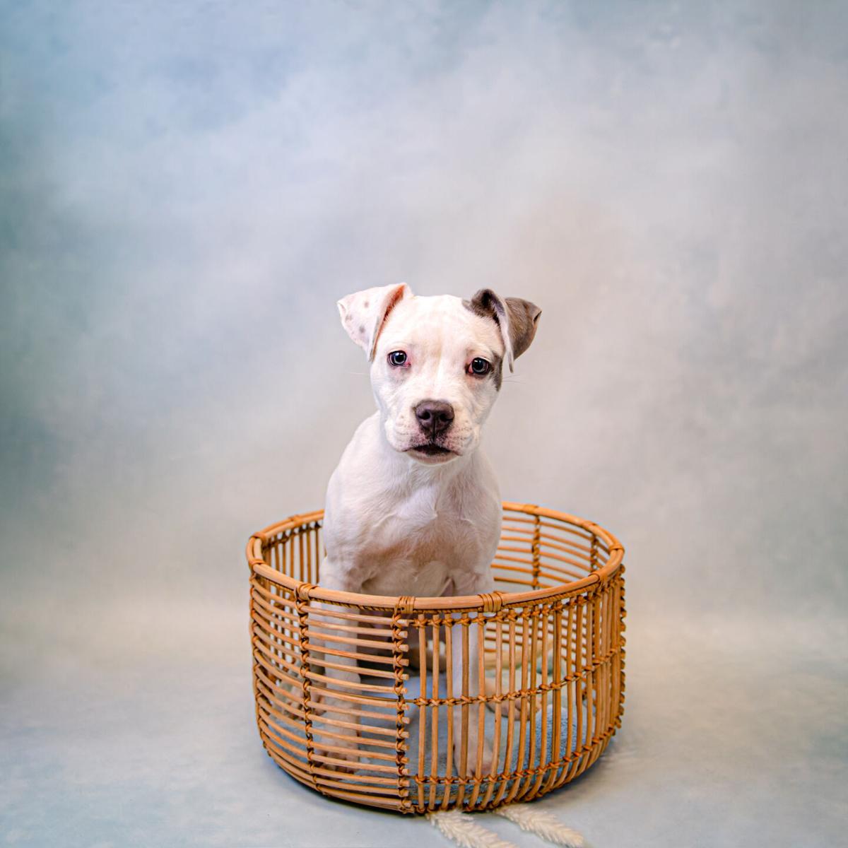 Photos Gwinnett Animal Shelter Adoptable Pets Of The Week Feb 22 News Gwinnettdailypost Com Photos Gwinnett Animal Shelter Adoptable Pets Of The Week Feb 22 News Gwinnettdailypost Com
