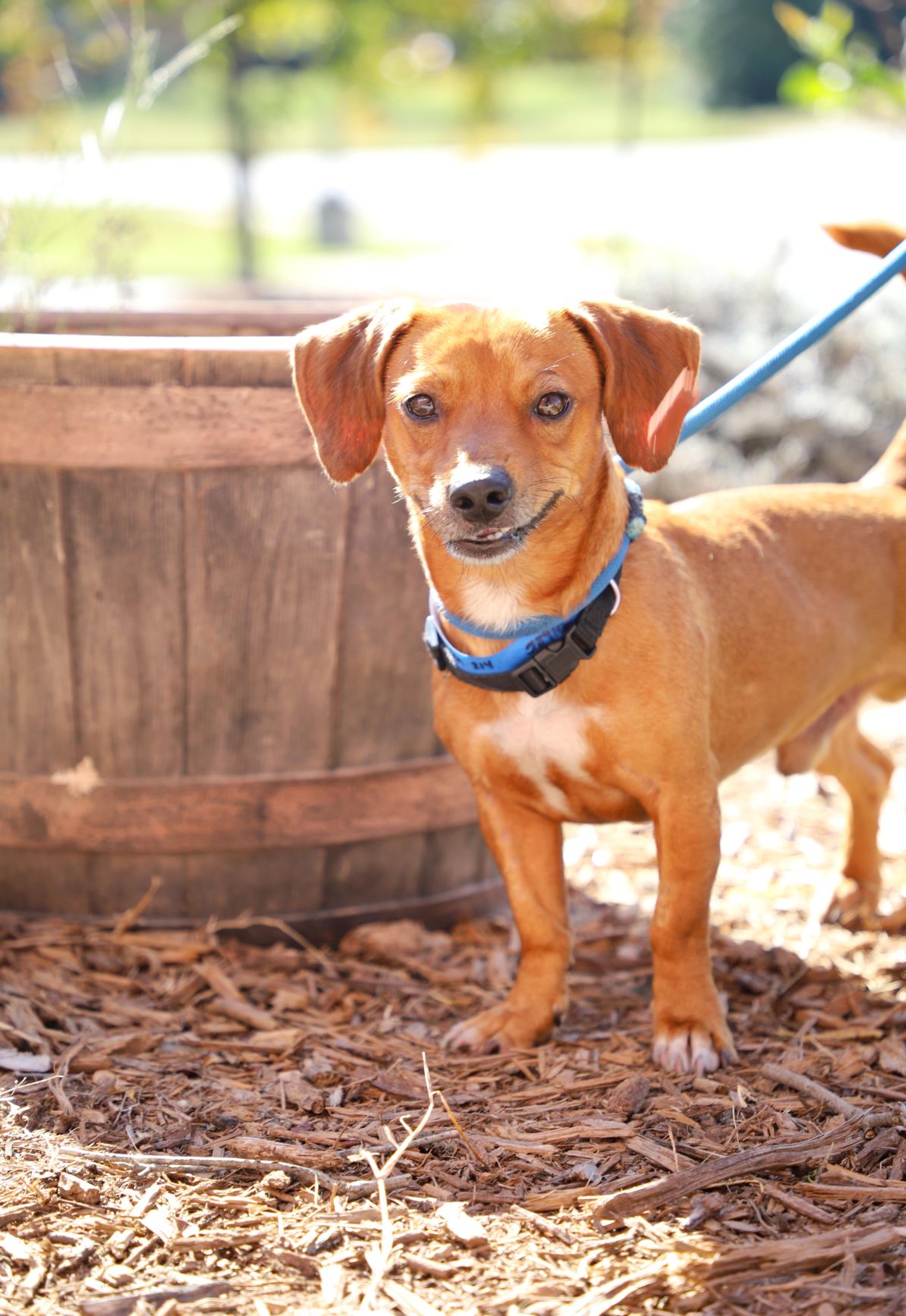 Gwinnett Animal Shelter - Adoptable pets for Oct. 10 ...