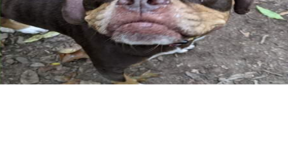 PHOTOS Barrow County Animal Control Adoptable Pets of the Week — Oct