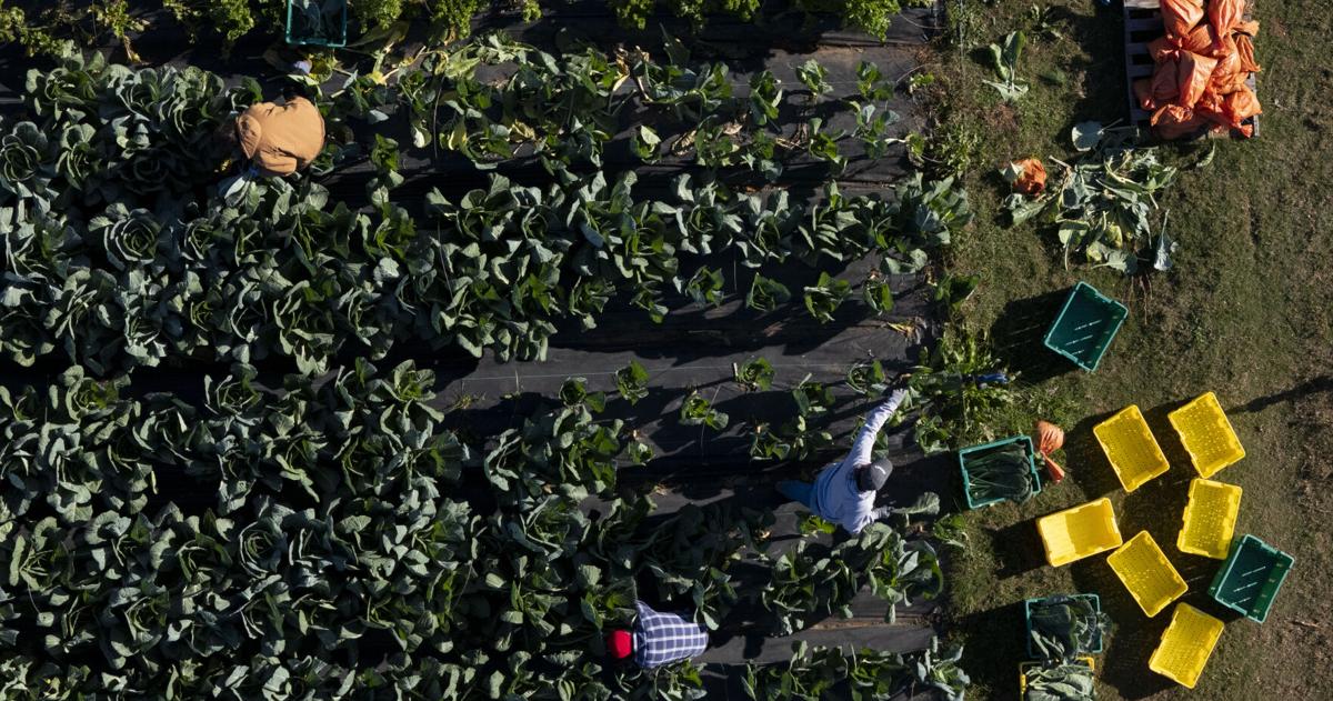 MARLOWE: Many hands make light work in the garden