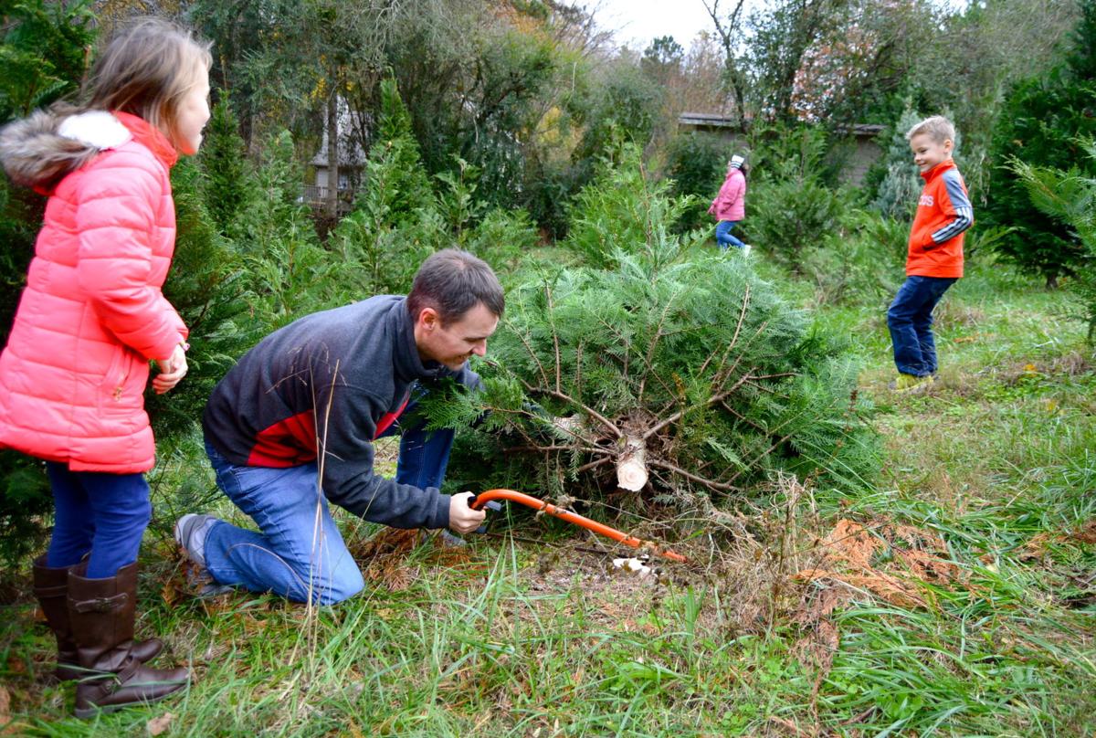 Family Owned Christmas Tree Farm Open Again For 18th Season News Gwinnettdailypost Com