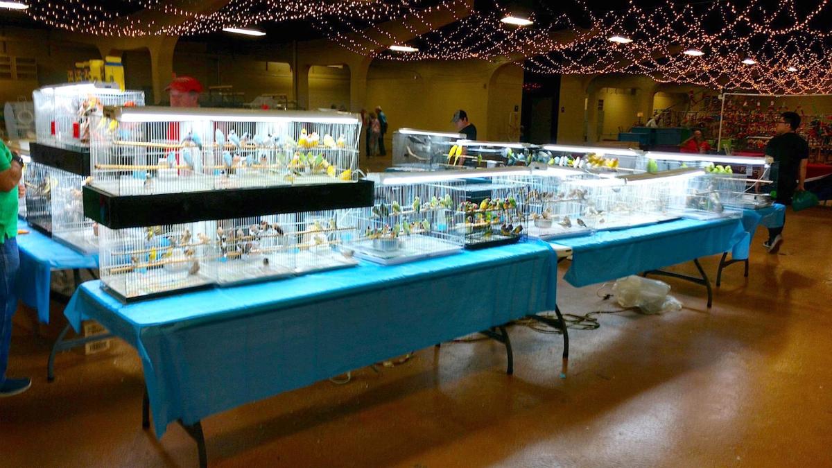 Southeast Exotic Bird Fair flies into this weekend News