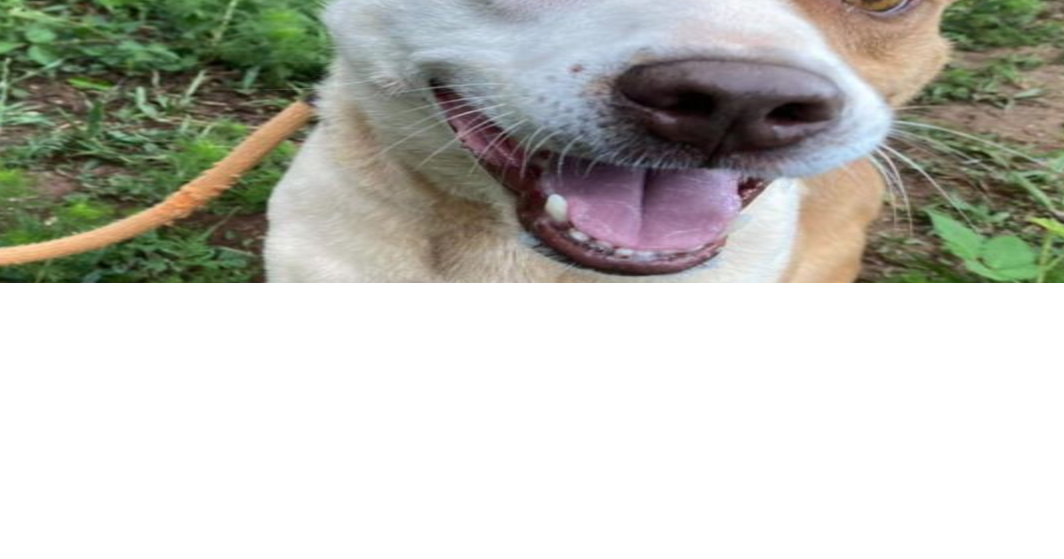 PHOTOS Barrow County Animal Control Adoptable Pets of the Week — May