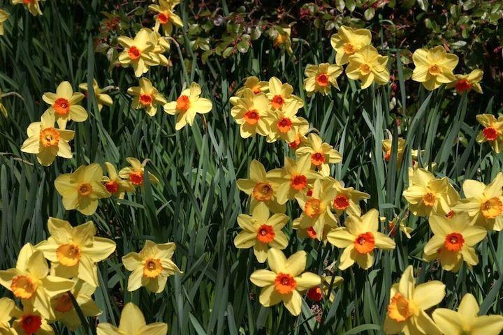 Gibbs Gardens Daffodil Festival 2022