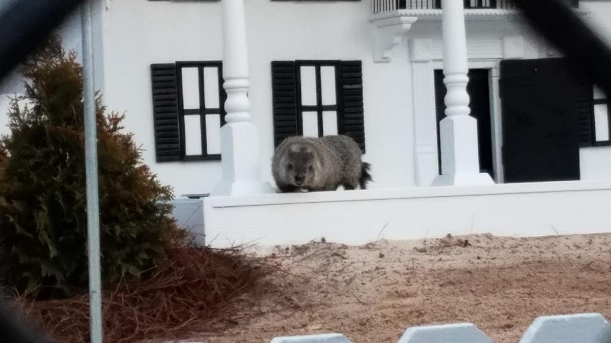 former groundhog, Gen. Beauregard Lee, sees shadow at new