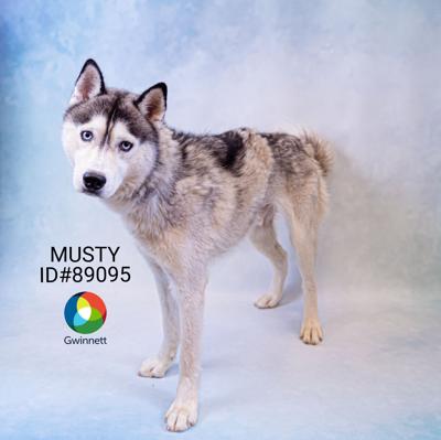 PHOTOS: Gwinnett Animal Shelter Adoptable Pets of the Week — July 18