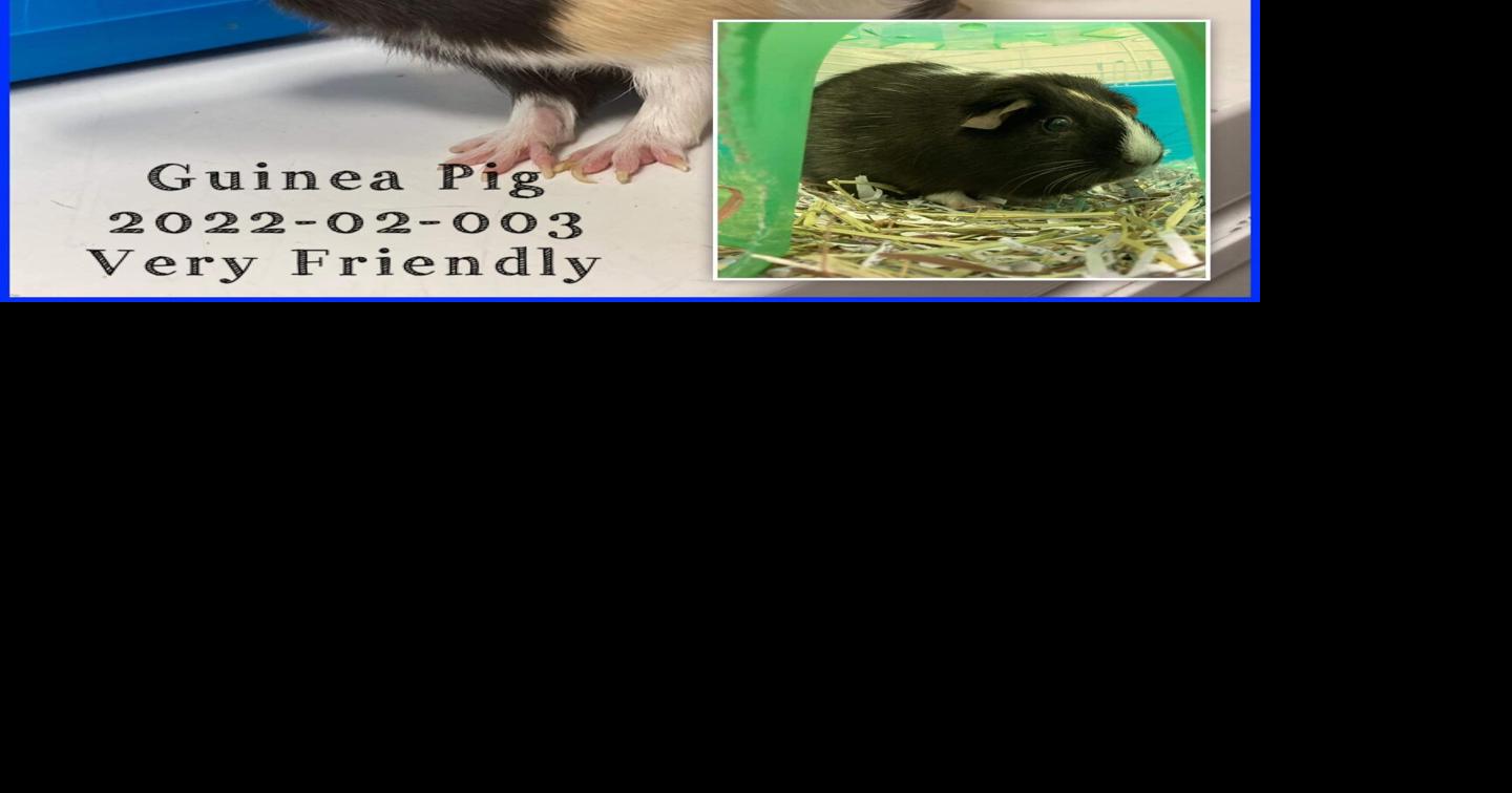 guinea pig rescue florida near me