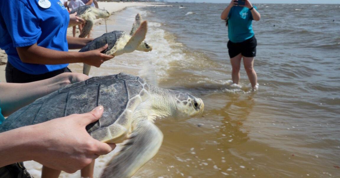 Audubon Aquarium Rescue releases sea turtles on Mississippi beach