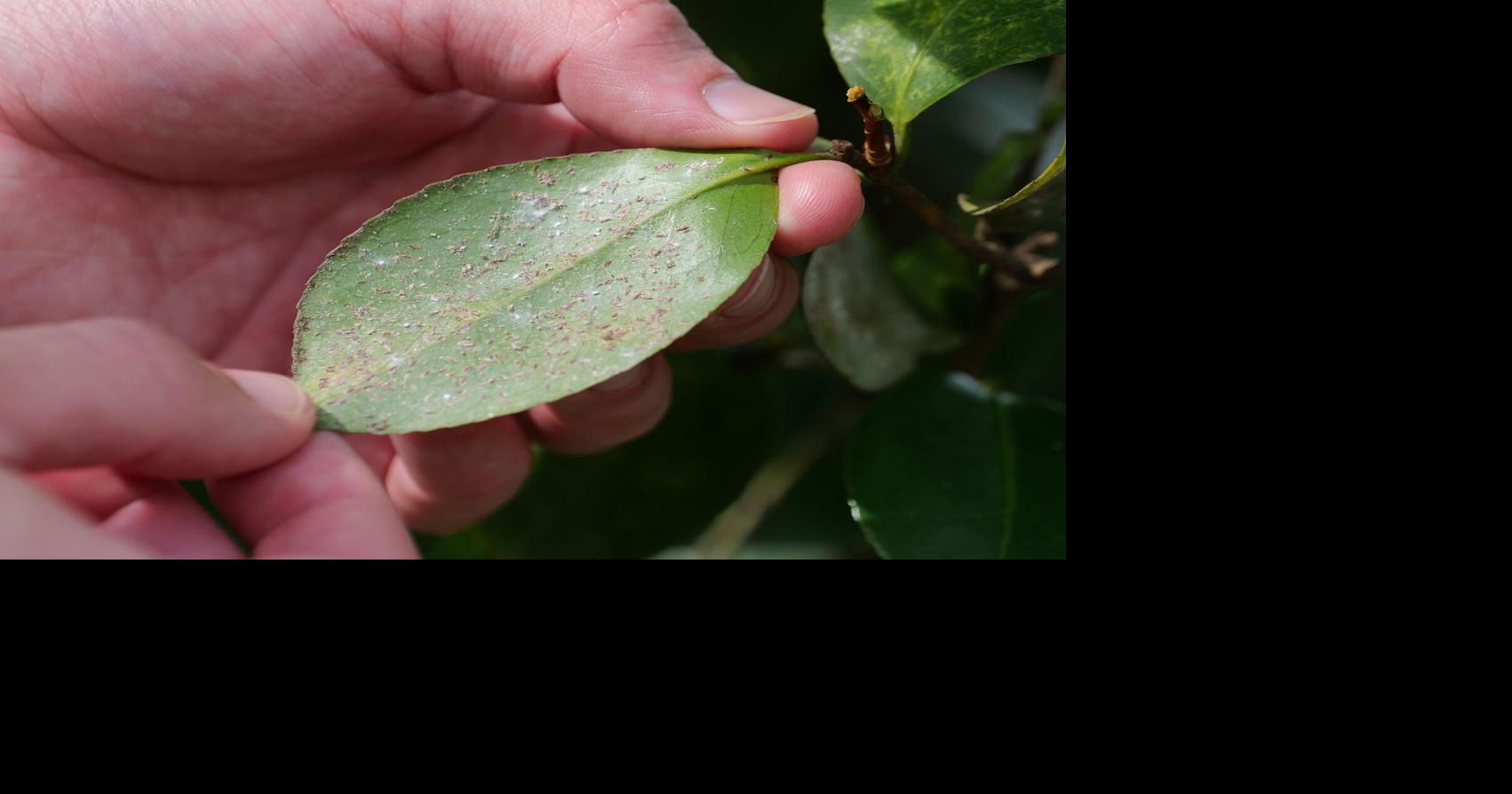 Reading the tea leaves: Diagnosing, dealing with scale infestations in camellias By Olivia McClure Get It Growing Jul 21, 2026 Jul 21, 2026 Updated 32 mins ago