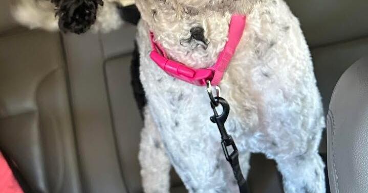 Humane Society: Dog stranded during freeze points to larger problems