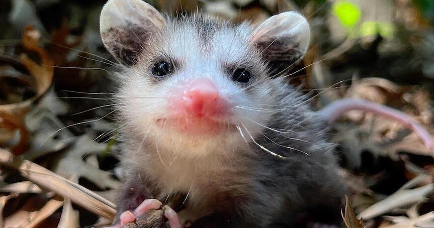 Humane Society awards cash prizes to licensed wildlife rehabilitators