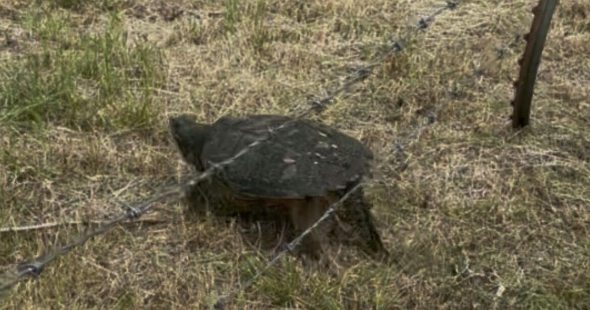 The wisdom of snapping turtles and humans | Lifestyles | hammondstar.com