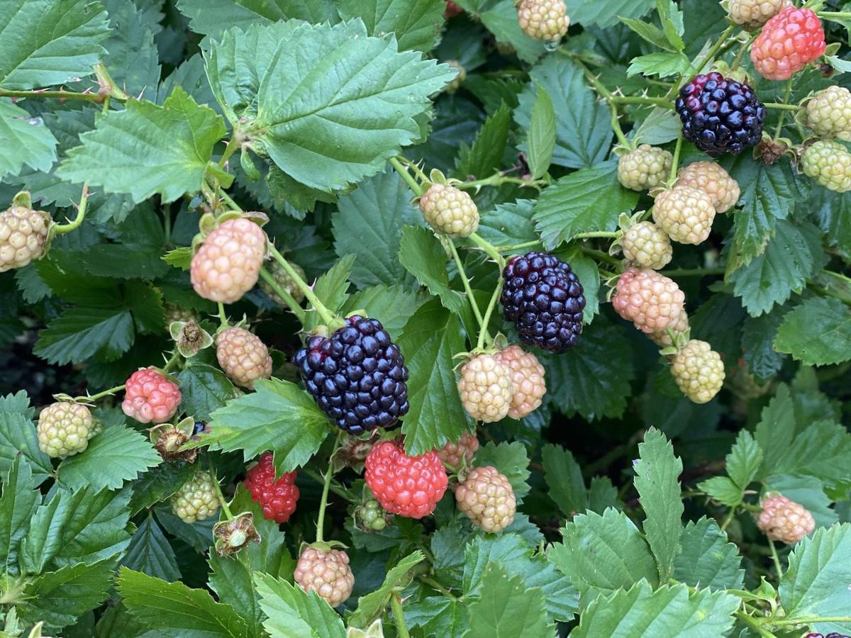 It's blackberry season in Louisiana News