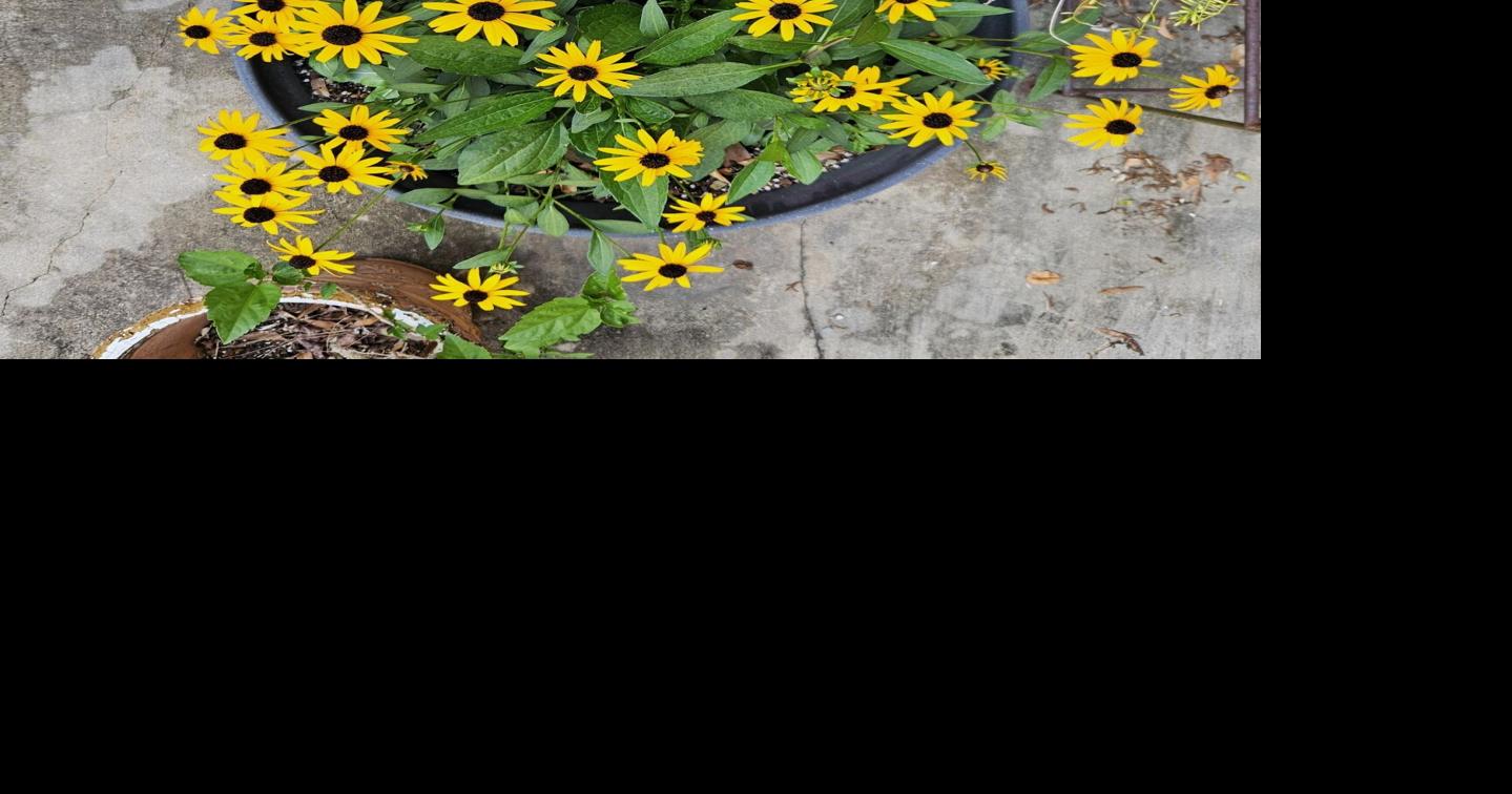 Container gardening gives people options