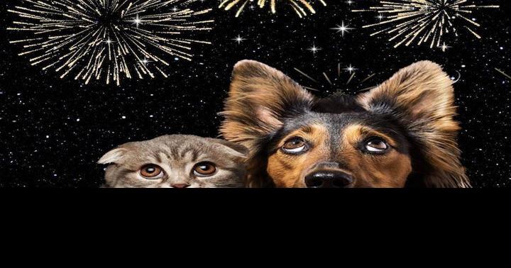 Protect your pets during firework displays | News