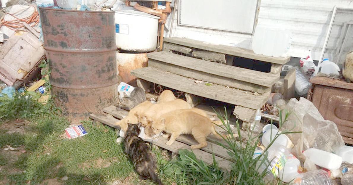 Kittens rescued from place with 80 cats | News | hampshirereview.com