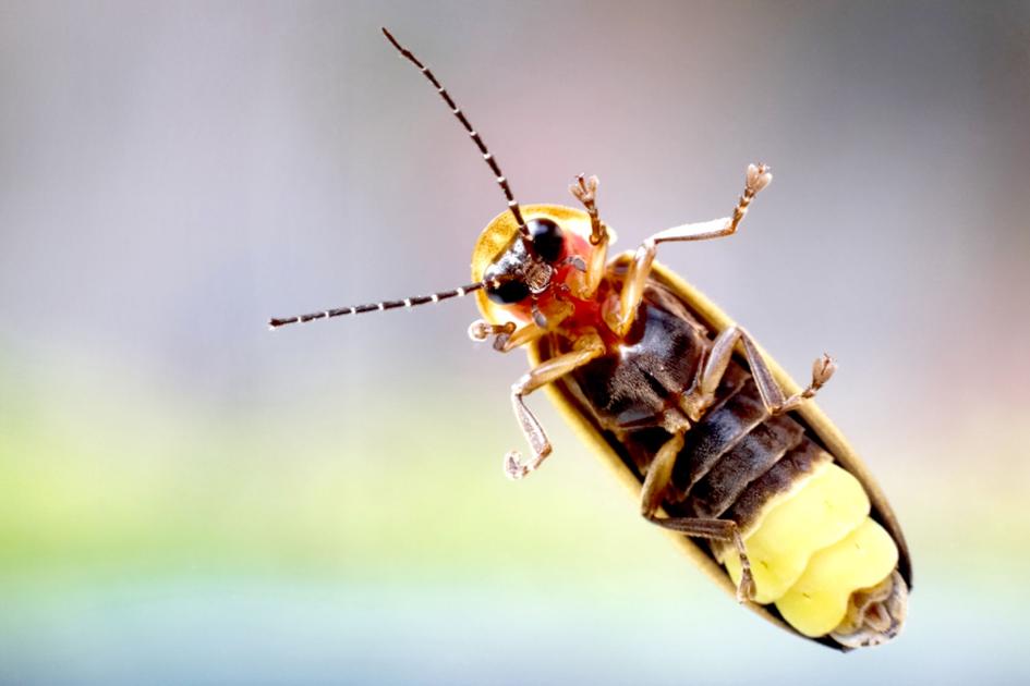 Help Dnr Count Lightning Bugs News Hampshirereview Com