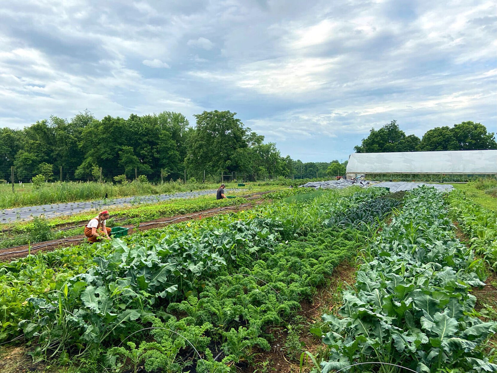 Shepherd University's New Farming Program Benefits Local Growers