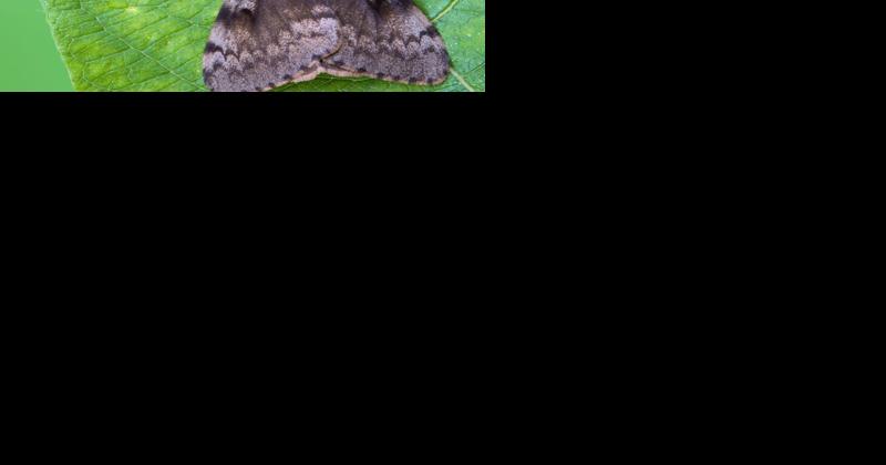 Landowners urged to join 2024 moth suppression program - Vimarsana News