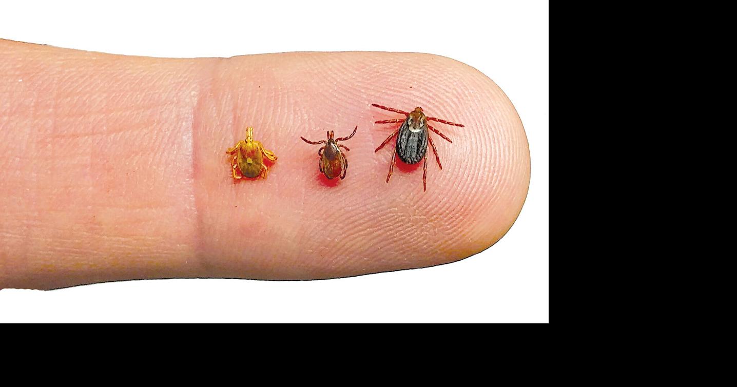 3 ticks are main threats News
