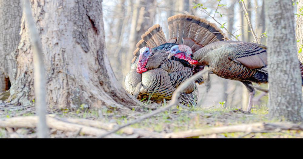 West Virginia’s spring gobbler season to open April 20, DNR anticipates ...