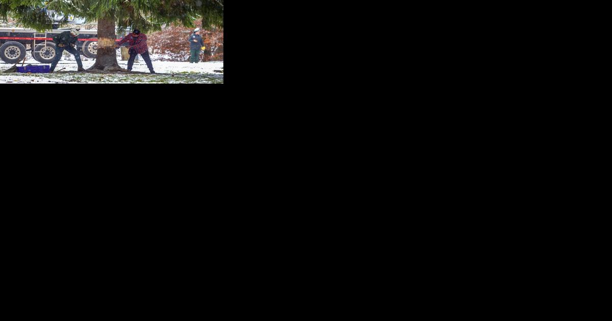 U.S. Capitol Christmas tree will visit Romney next week - Vimarsana News