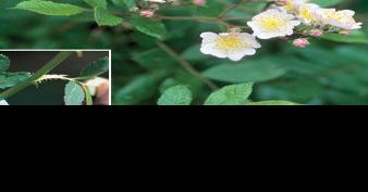 WVU uses sensors, drones, machine learning to target thorny pest - Vimarsana News