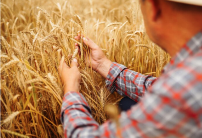 hay stock photo