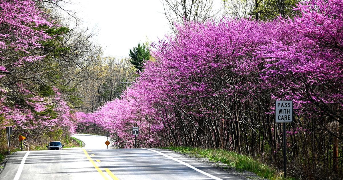 Redbud run | News | hampshirereview.com