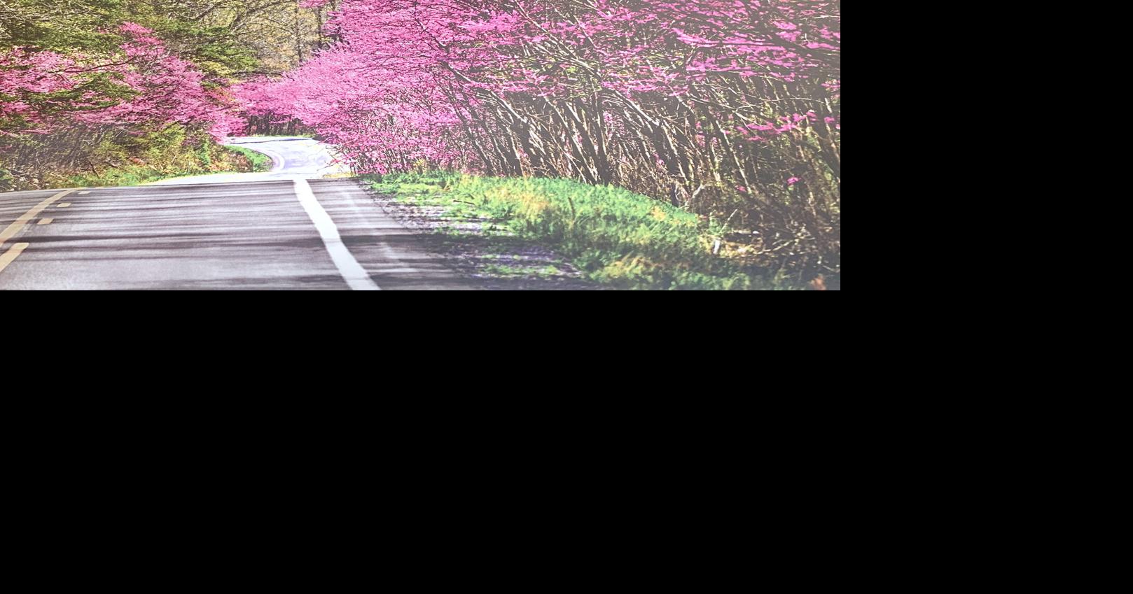 ‘Roadsides in Bloom’ calendar contest opens once more News