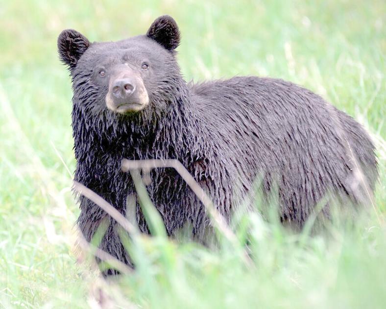 Wvdnr Explains Hunting And Trapping Changes To The State S Fall Hunting Season In 2020 2021 Sports Hampshirereview Com
