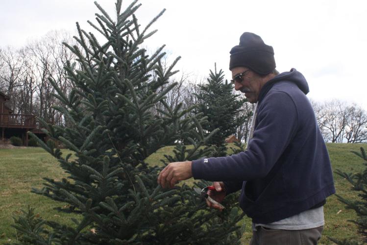 ‘Needle’ little Christmas Dilellos’ Christmas tree hobby sprouts into