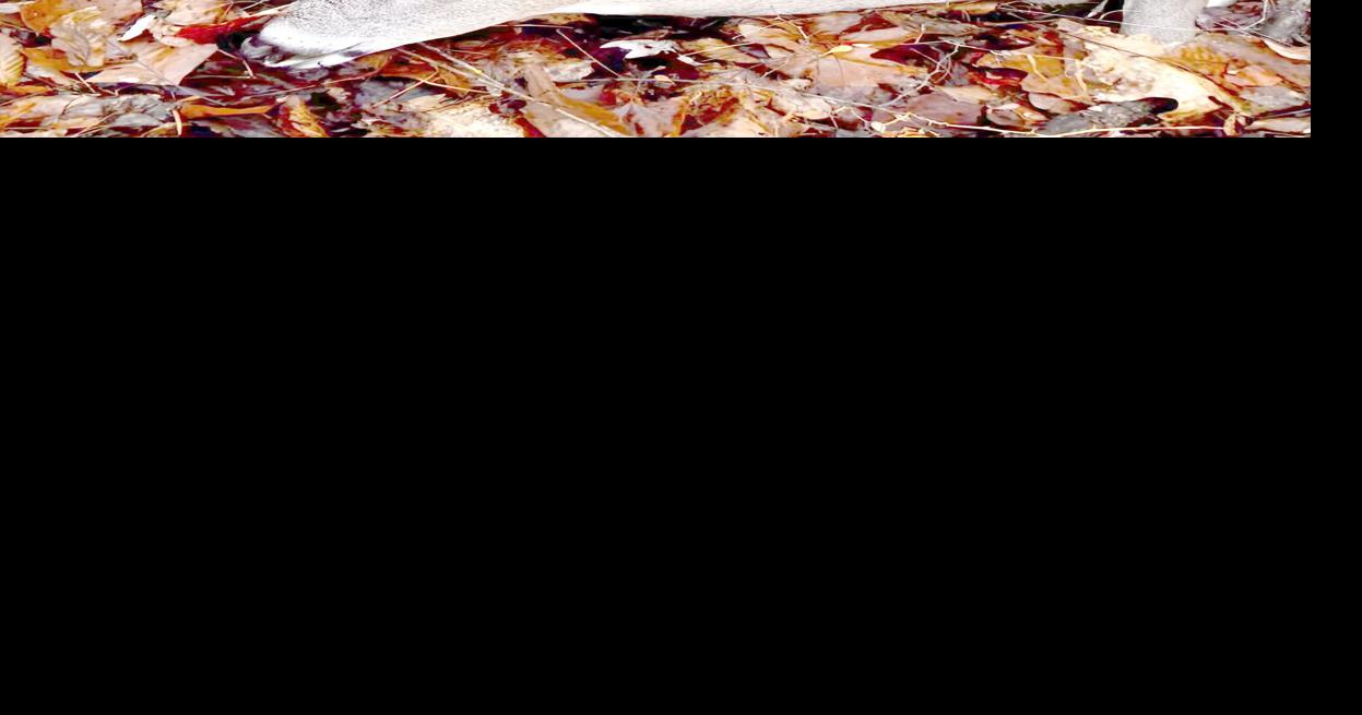 WVDNR announces West Virginia Big Buck Photo Contest winners Sports